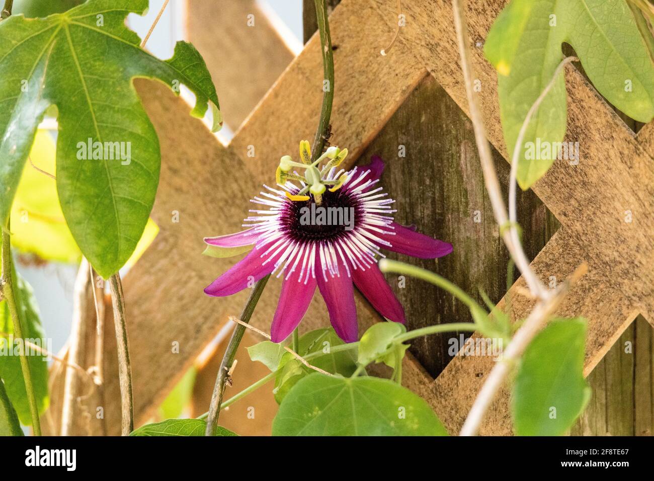 Beautiful purple passion flower Passiflora Victoria with white spikes in the center in a botanical garden Stock Photo