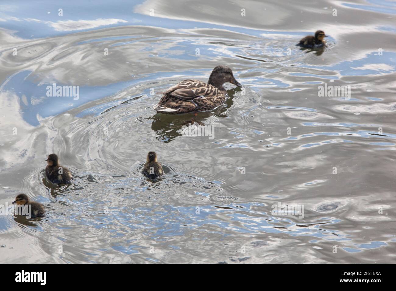 UK Weather and seasons, 15 April 2021: mallard ducklings paddle like crazy, flitting around on the river Thames with their parents, as a morning of sunshine preceeded a band of rain moving south across England. Anna Watson/Alamy Live News Stock Photo