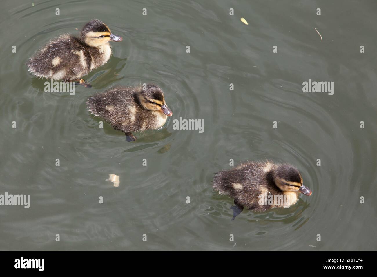UK Weather and seasons, 15 April 2021: mallard ducklings paddle like crazy, flitting around on the river Thames with their parents, as a morning of sunshine preceeded a band of rain moving south across England. Anna Watson/Alamy Live News Stock Photo