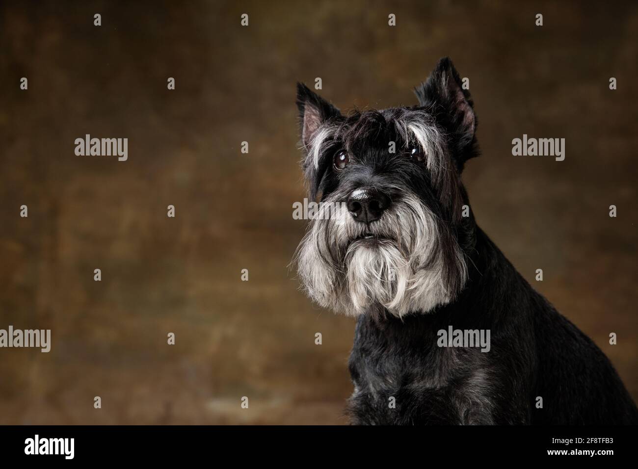 Miniature schnauzer isolated cute hi-res stock photography and images -  Page 4 - Alamy