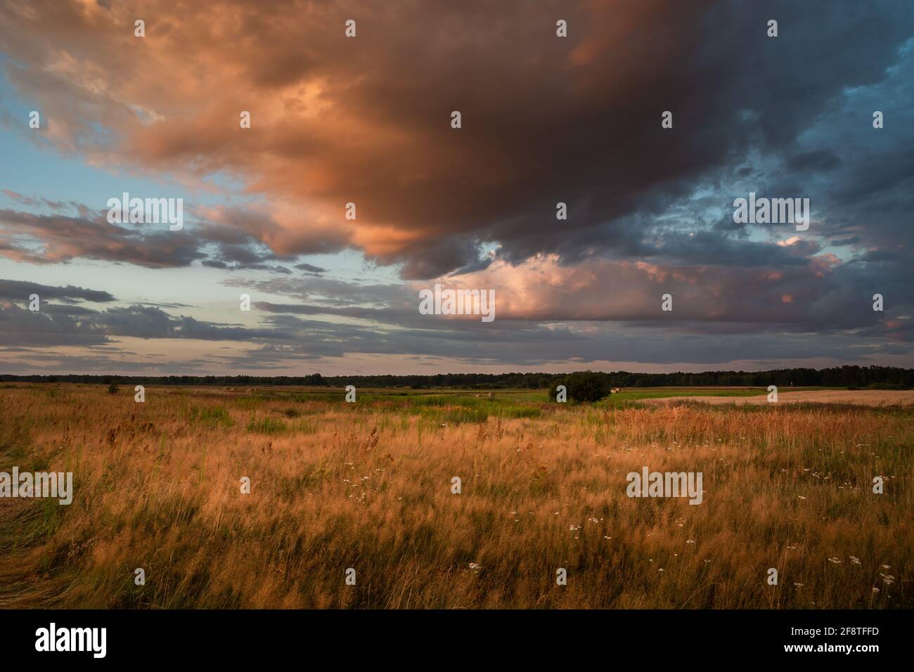 A wild meadow with tall grasses and a colorful evening cloud, Czulczyce,  Lubelskie, Poland Stock Photo - Alamy