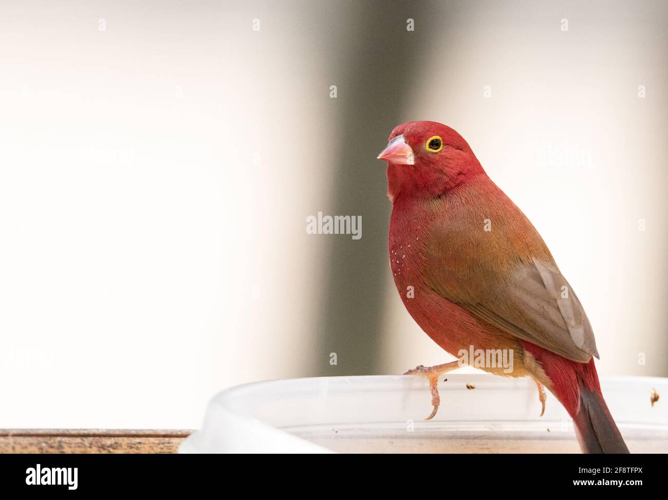 Red billed firefinch Lagonosticta senegala is a small bird found in Africa Stock Photo
