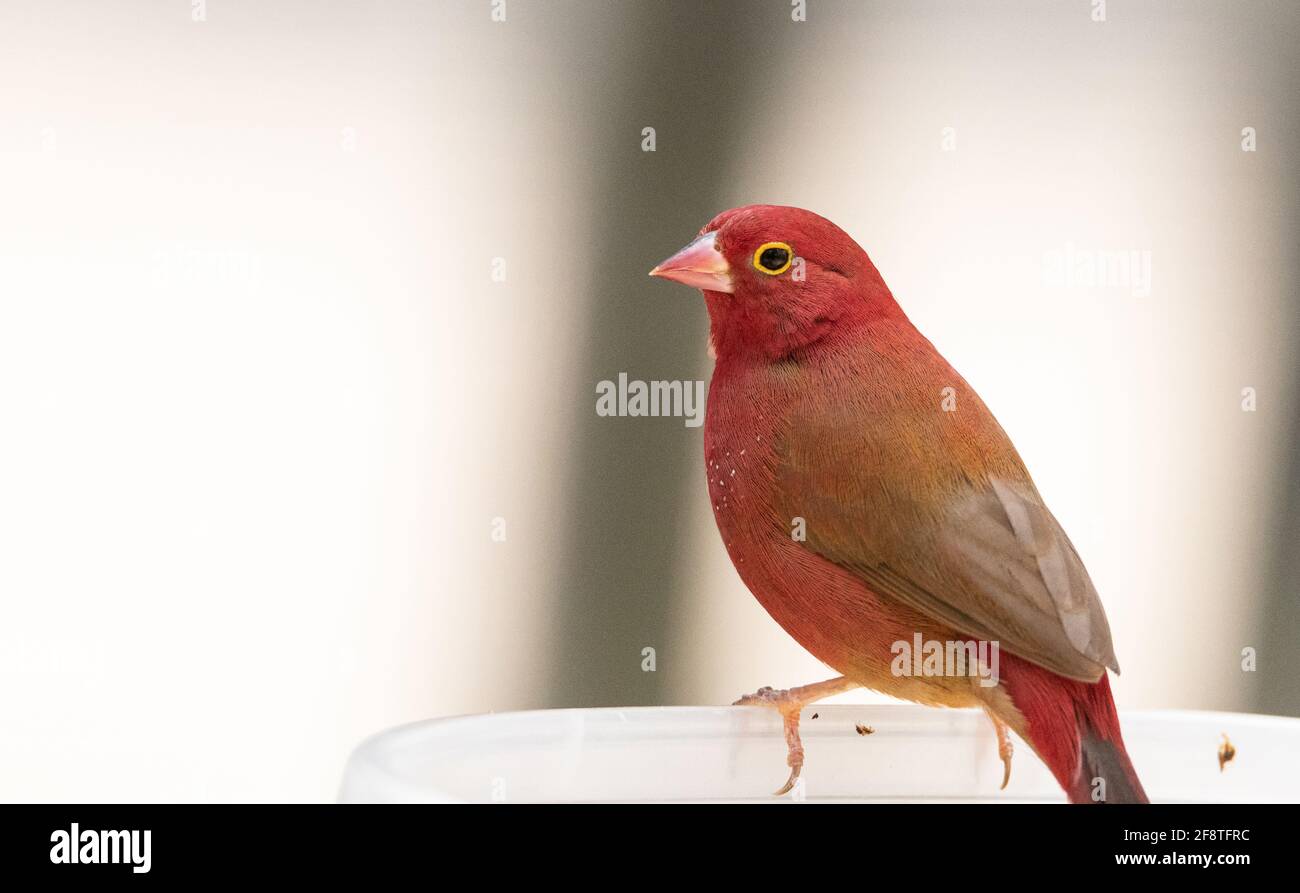 Red billed firefinch Lagonosticta senegala is a small bird found in Africa Stock Photo