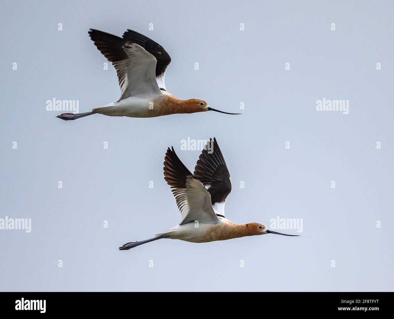 A pair American Avocets (Recurvirostra americana) flying over. Galveston State Park, Galveston, Texas, USA. Stock Photo