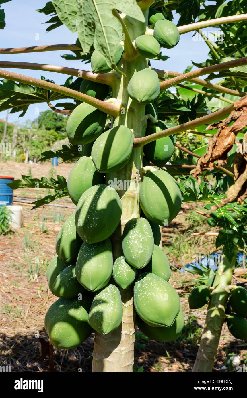 Green Papaya On Tree Stock Photo