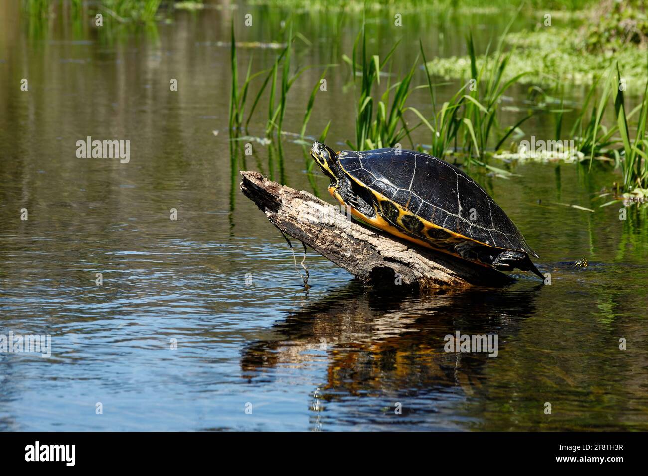 turtle, sunning, small log, marine wildlife, animal, toothless reptile, water, nature, Testudines, Ichetucknee Springs State Park, Florida, Fort White Stock Photo