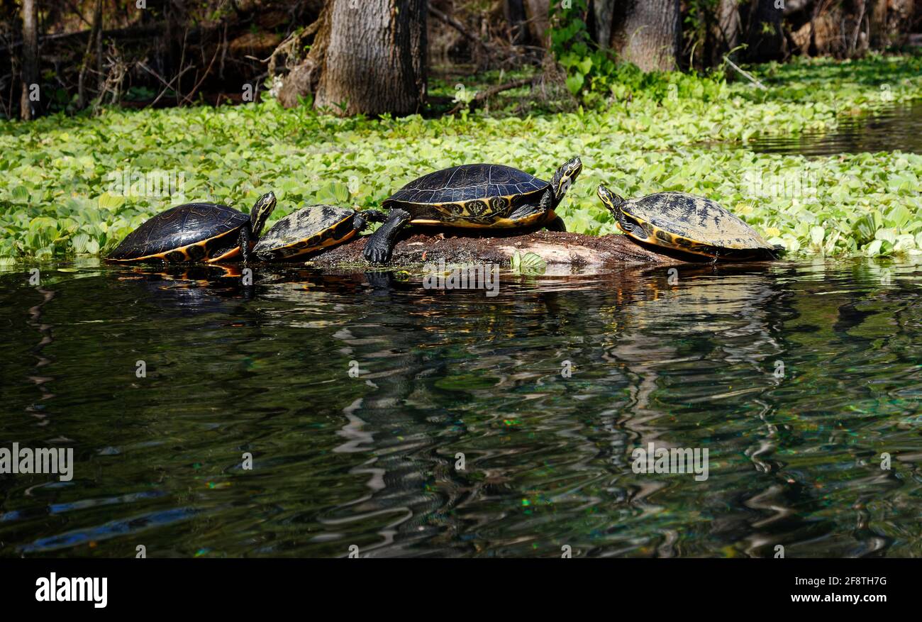 4 turtles, sunning on log, marine wildlife, animal, toothless reptile