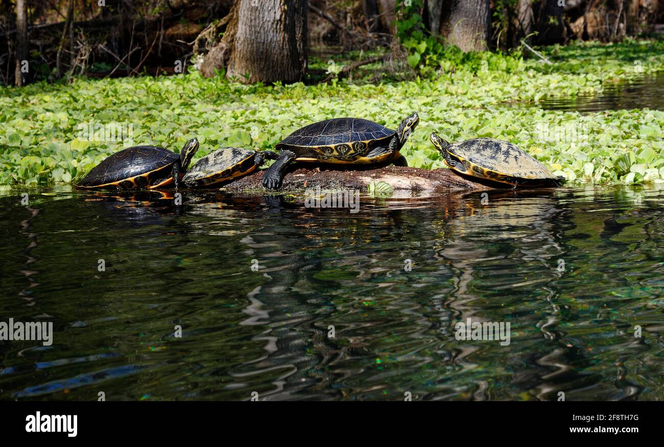 4 turtles, sunning on log, marine wildlife, animal, toothless reptile, mud on shells, nature, water,Testudines, Ichetucknee Springs State Park, Florid Stock Photo