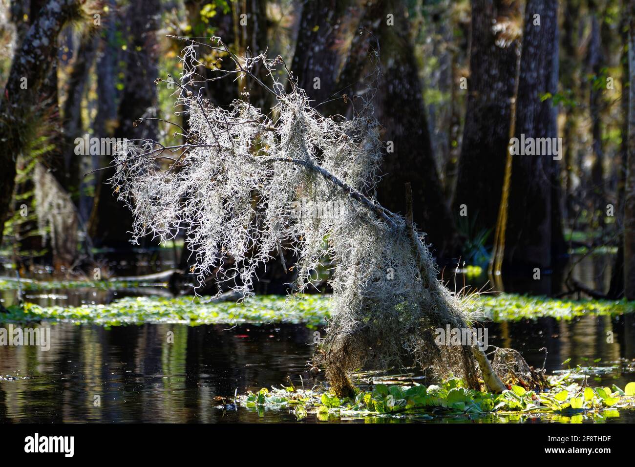 Spanish moss backlit, glowing, feathery, closeup, epiphyte, nature