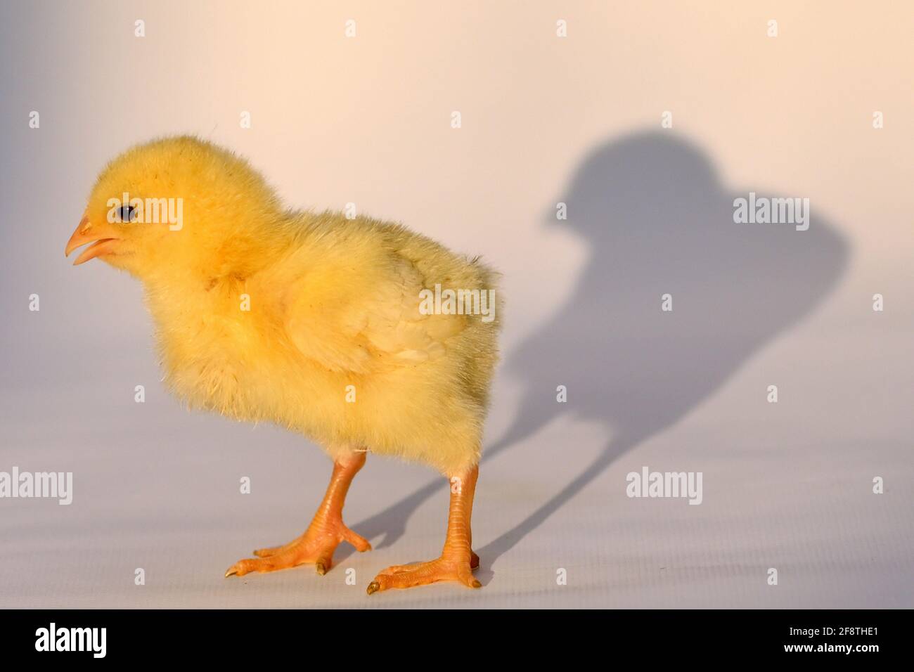 Chicken shadow hi-res stock photography and images - Alamy