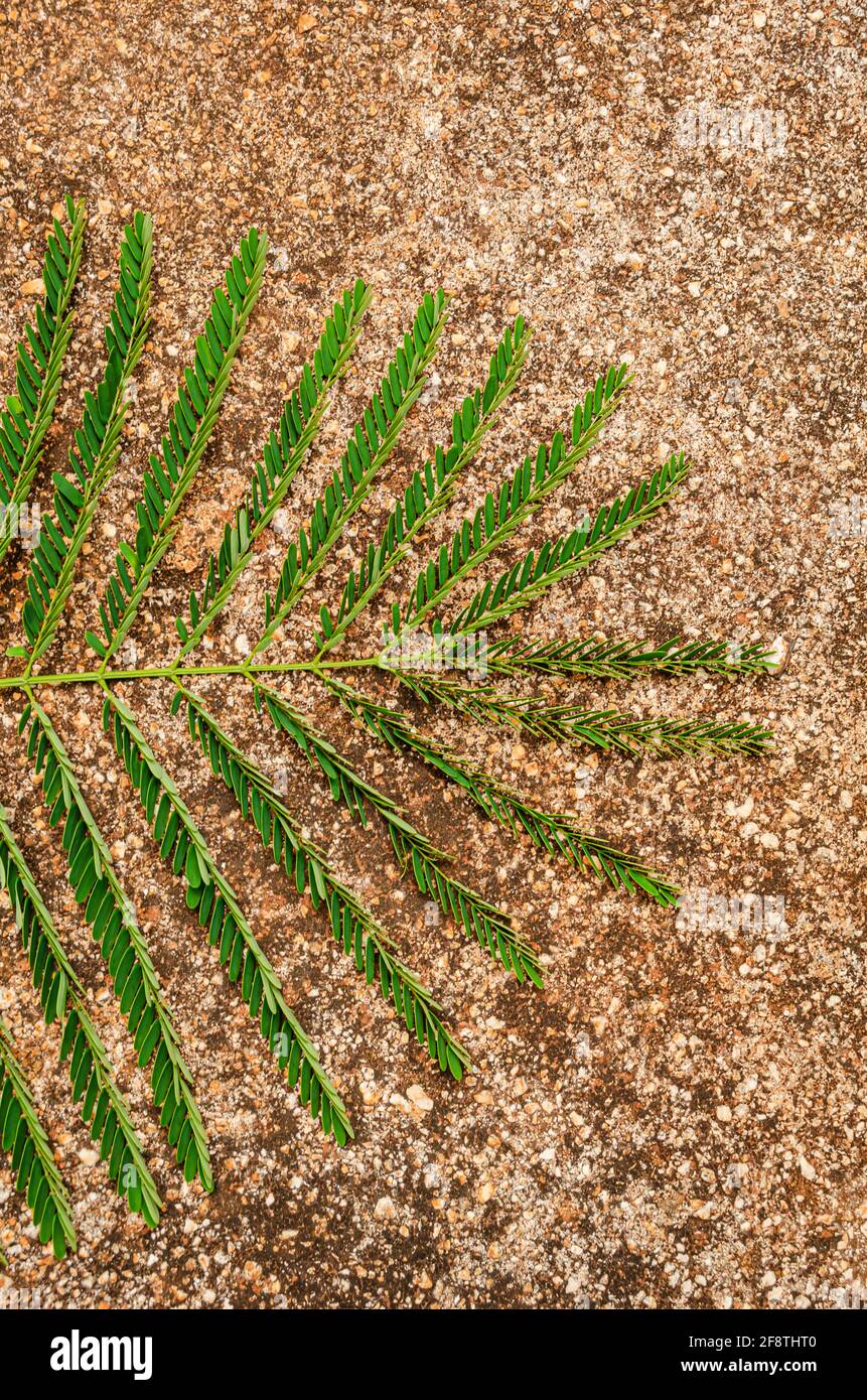 Closeup Of Half Royal Poinciana Leaf Stock Photo