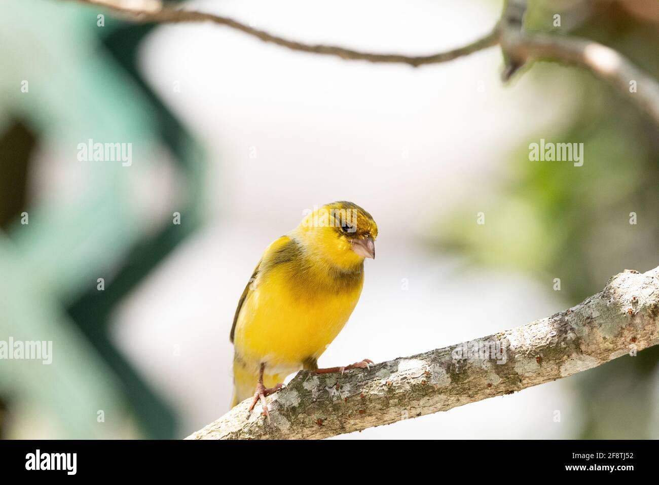 Bright yellow male Atlantic Canary bird Serinus canaria is found