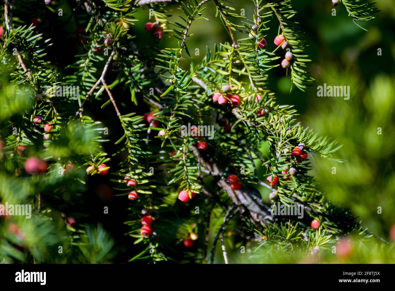 Taxus cuspidata, the Japanese yew or spreading yew, a coniferous tree. Beautiful red berries in the sun, called  arils with a red fleshy cup. Stock Photo