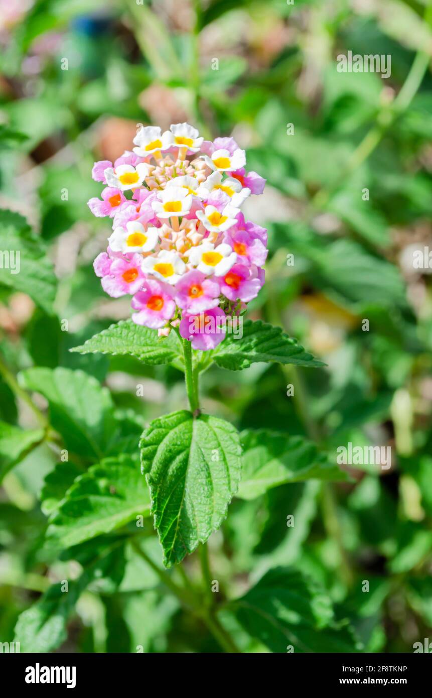 Flower Of The WhiteSage Plant Stock Photo Alamy