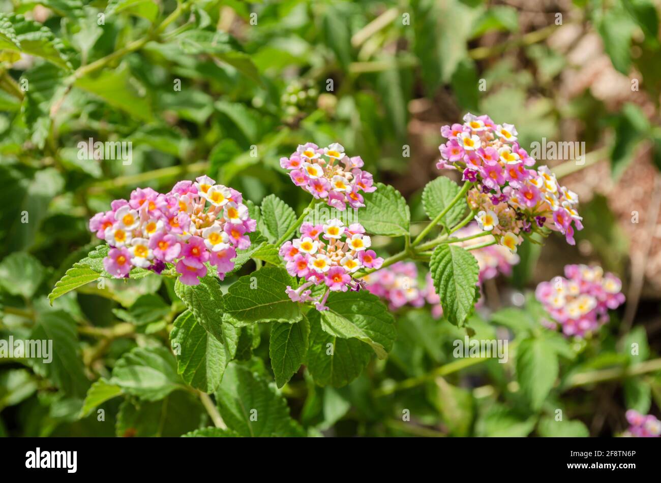 Lantana camara white hi-res stock photography and images - Alamy