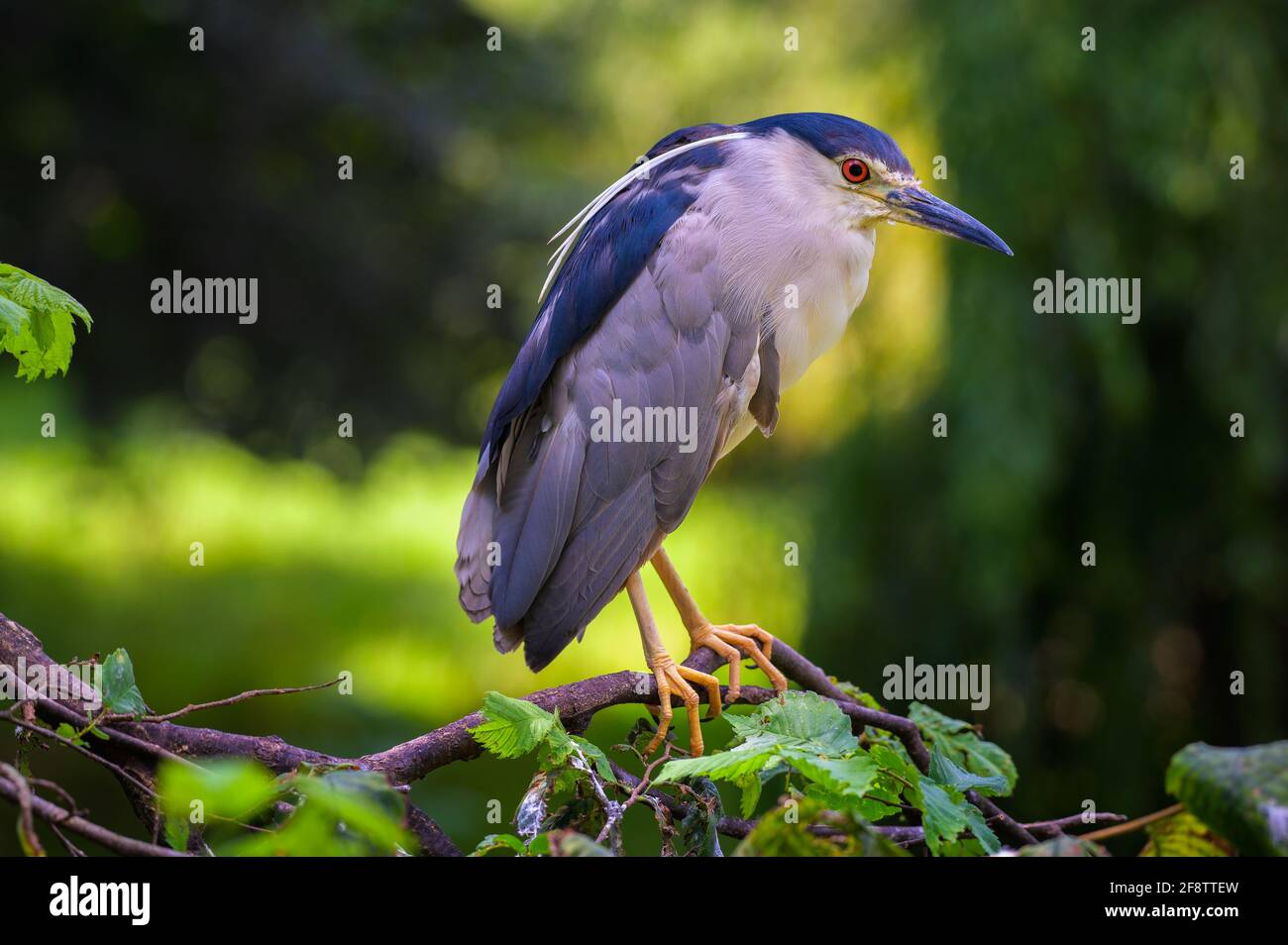 Closeup portrait of a Black-Crowned Night Heron Stock Photo