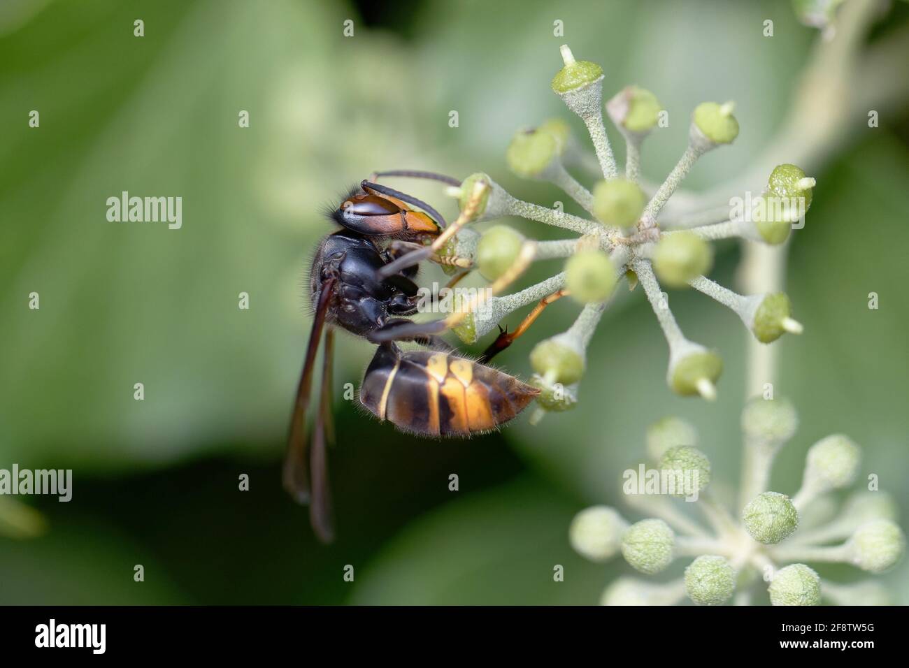 Velora Insect Vespa velutina nigrithorax nest hi-res stock photography and images - Alamy