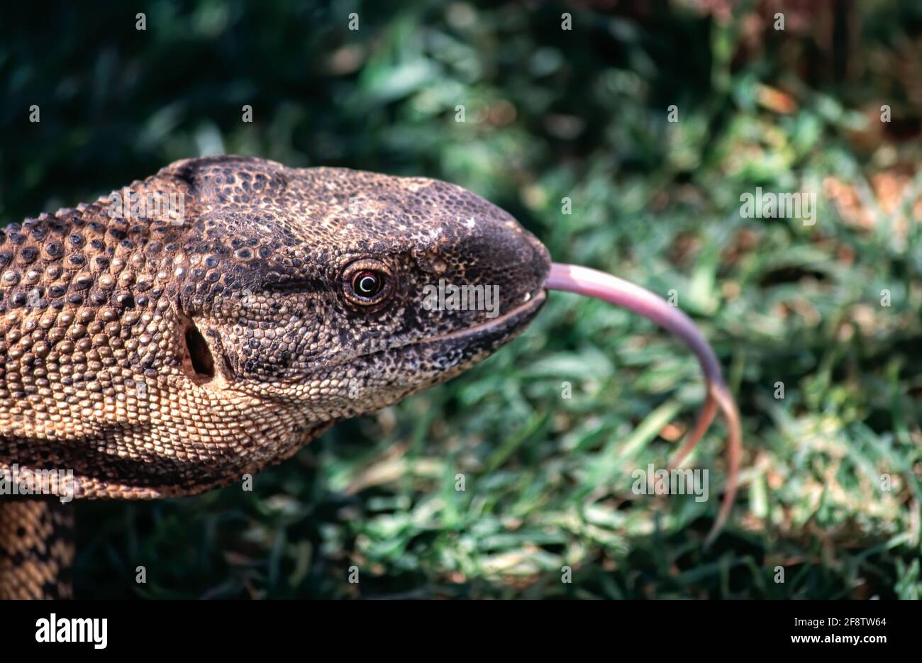 African Monitor Lizard High Resolution Stock Photography and Images Alamy