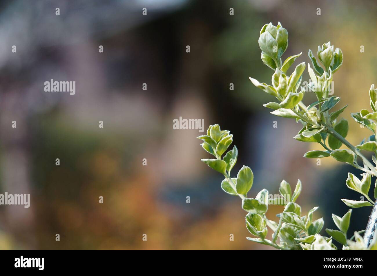 'Silver Queen' Euonymus Hedging plant with soft-focus natural background Stock Photo