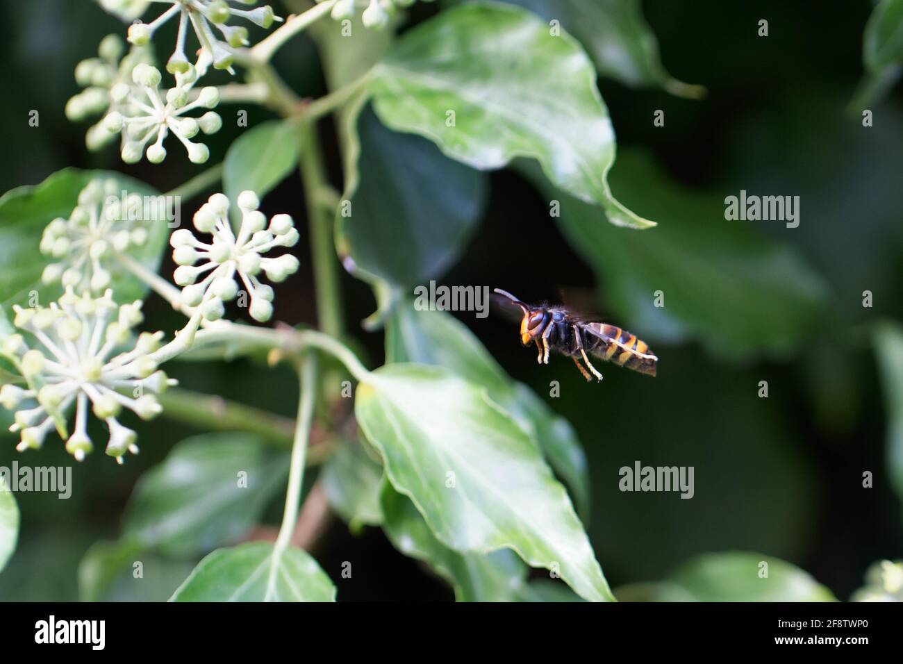 Vespa velutina nigrithorax feeding or flying on ivy Stock Photo