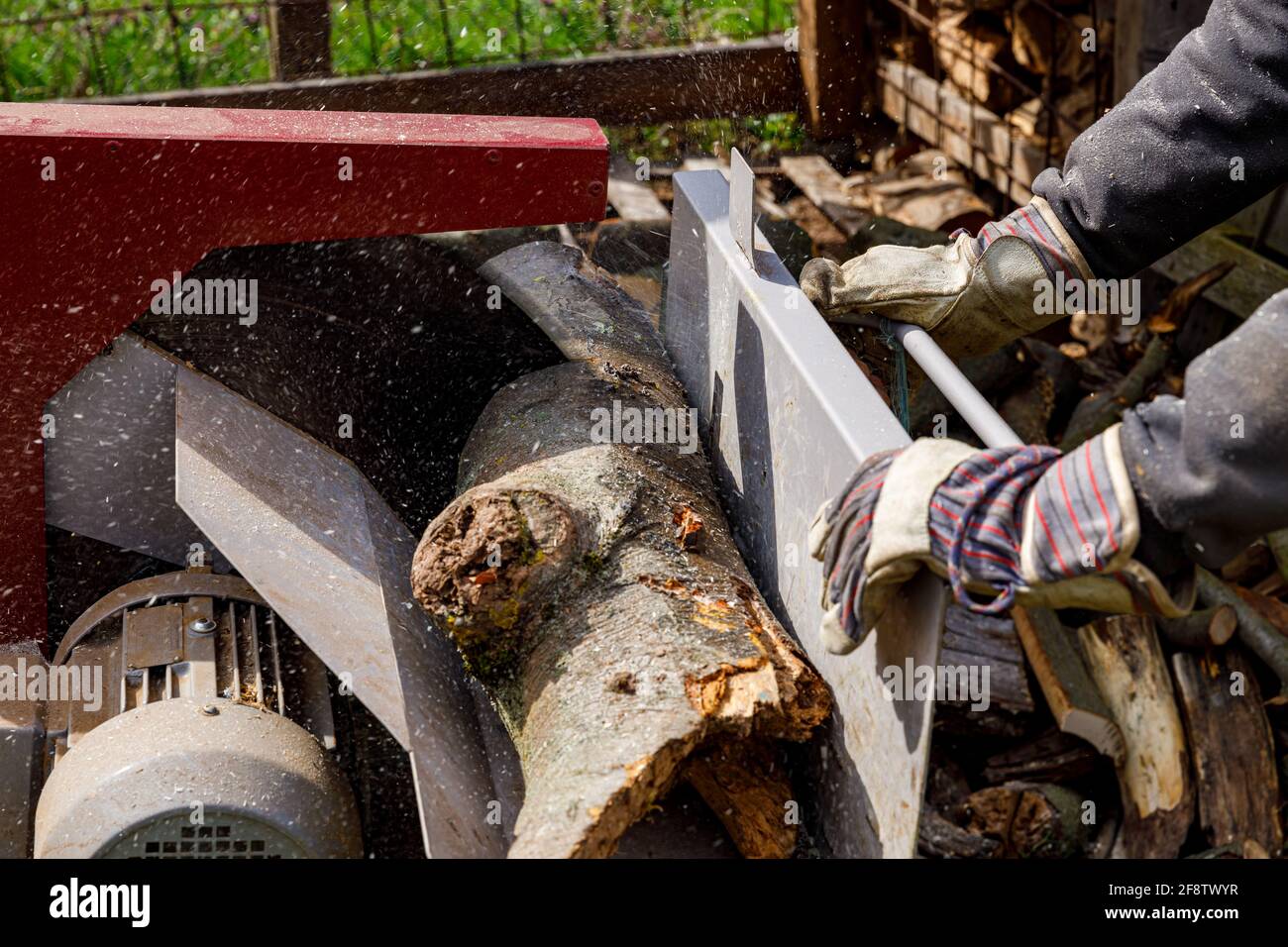 Making of firewood with a saw Stock Photo Alamy