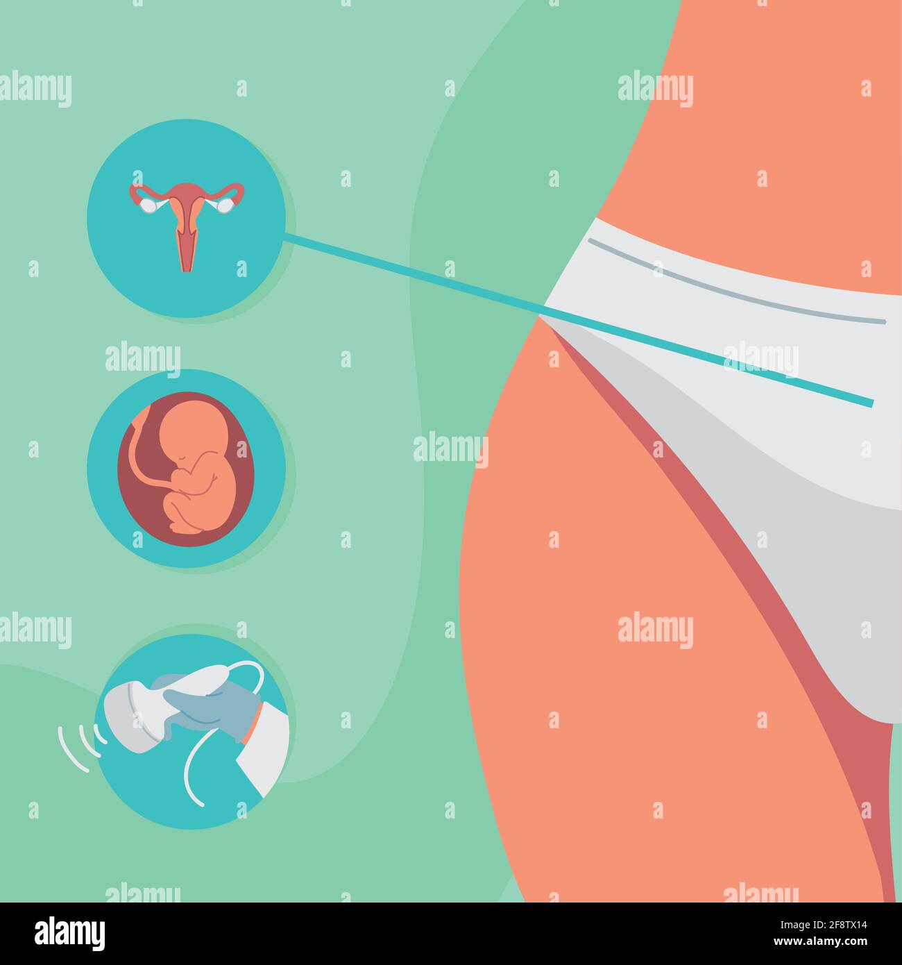gynecology female anatomy Stock Vector Image & Art Alamy