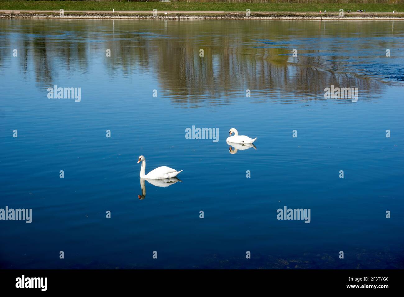 Beautiful shot of two white swans on the lake Stock Photo - Alamy