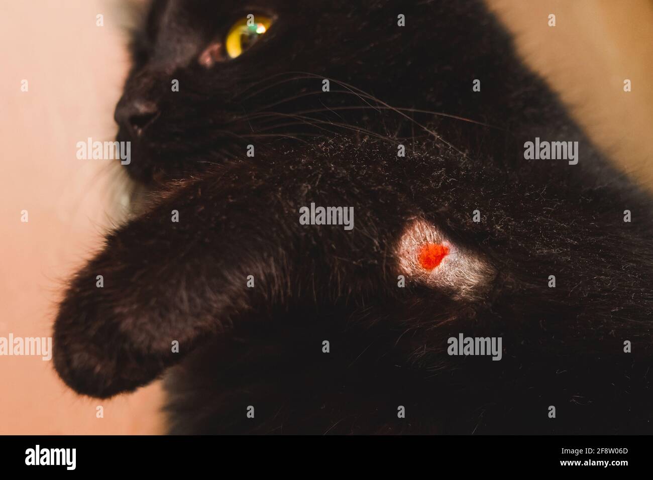 Wound on the paw of a black cat, closeup Stock Photo Alamy