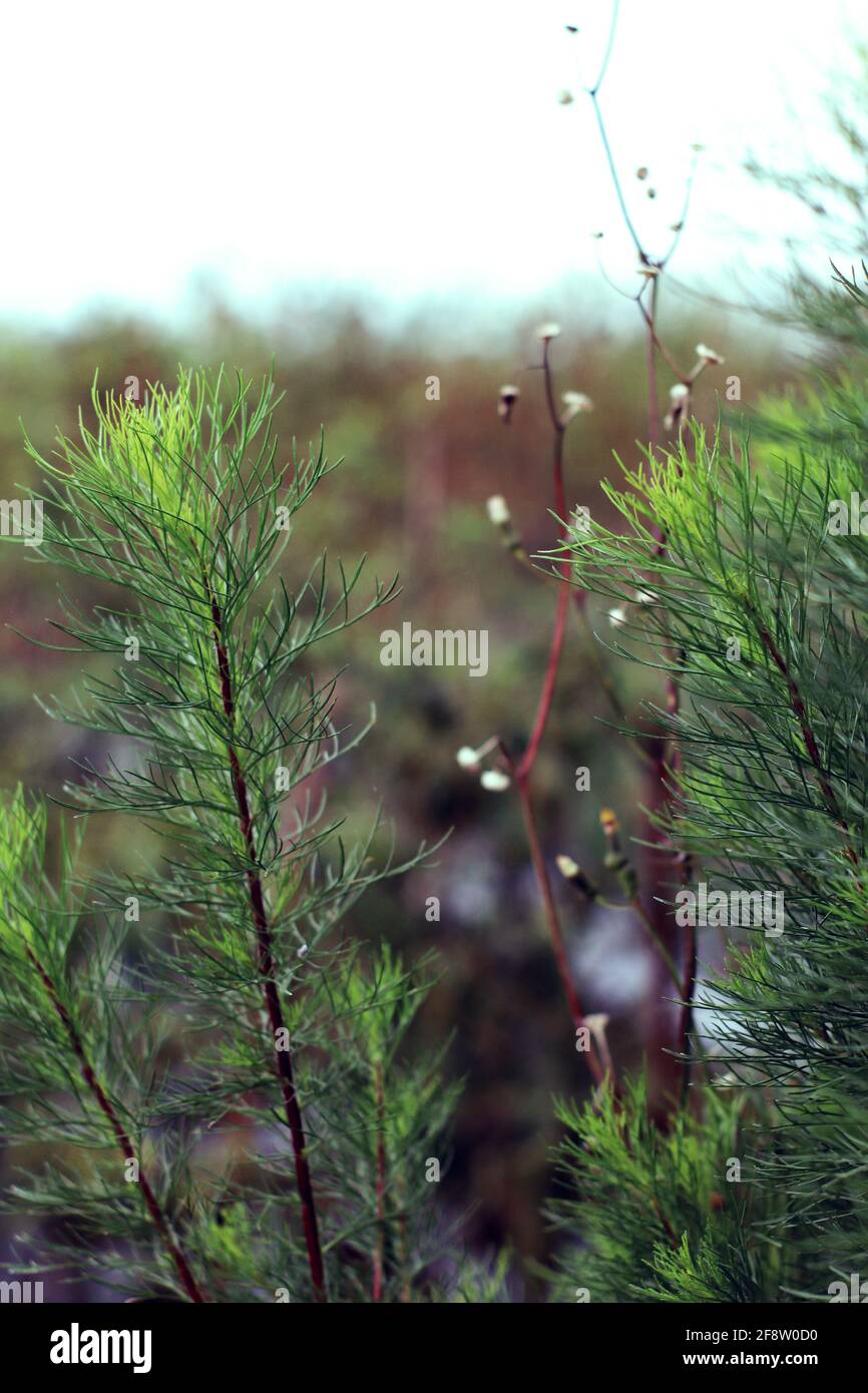 blurred background with horsetail equisetaceae in focus Stock Photo