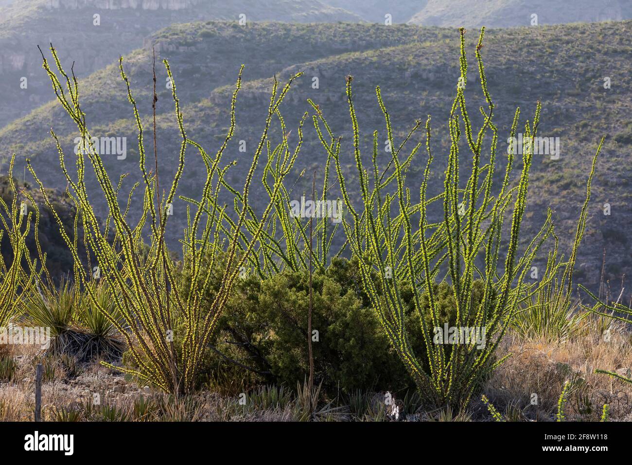 Ocotillo, Fouquieria splendens, along Walnut Canyon Desert Drive in