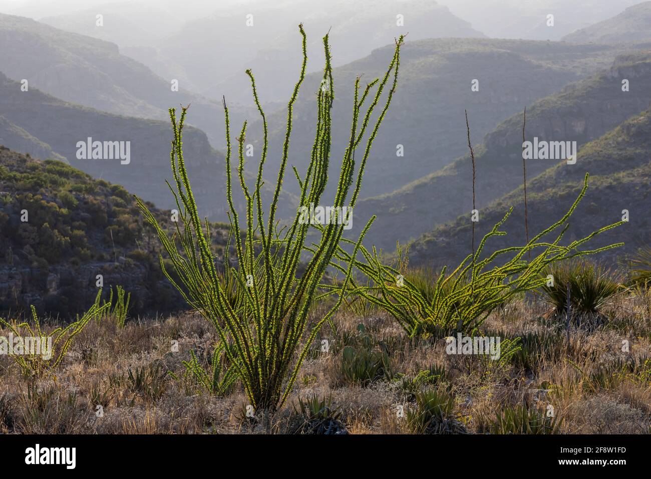 Ocotillo, Fouquieria splendens, along Walnut Canyon Desert Drive in