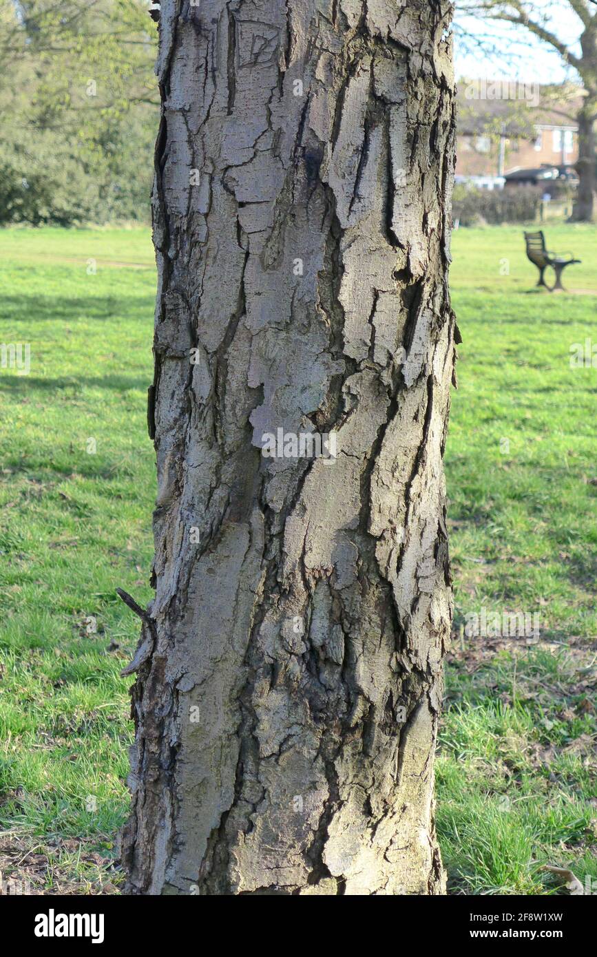 Vertical shot of tree trunk, the bark of a Horse-Chestnut tree during daylight Stock Photo