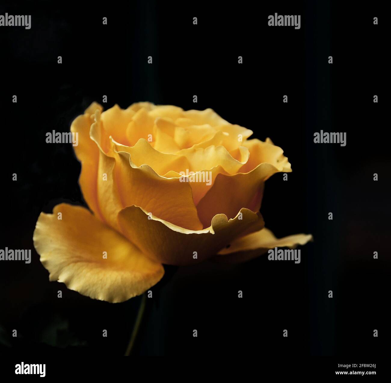 Yellow roses black background black background hires stock photography