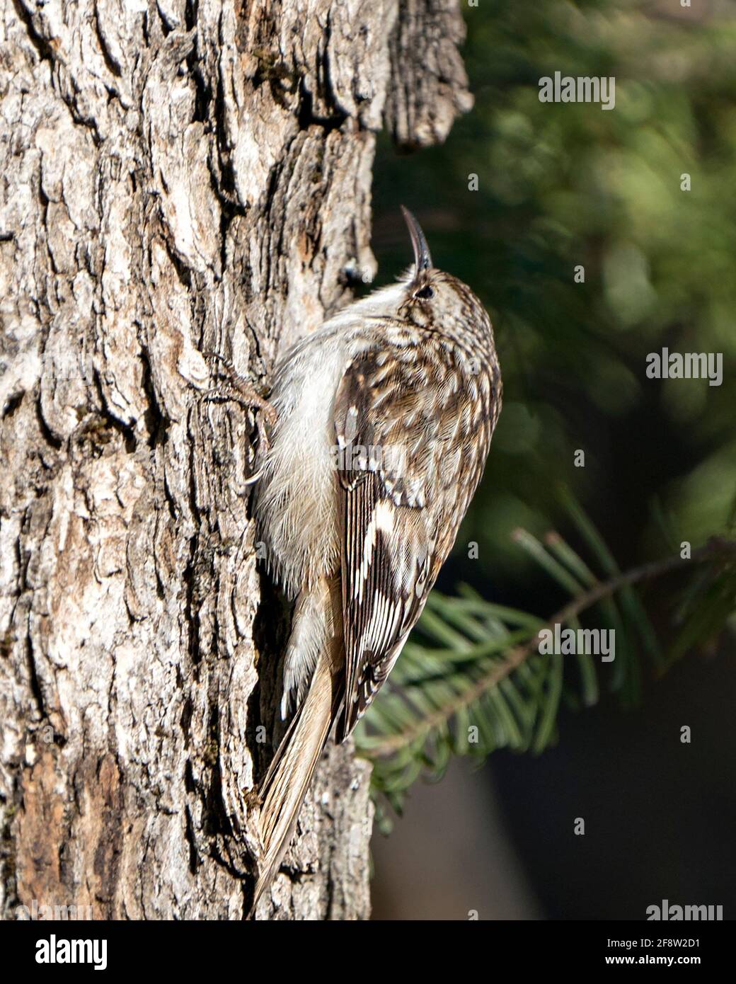 Brown Creeper bird close-up on a tree trunk looking for insect in its environment and habitat and displaying brown feathers, curved claws hook. Stock Photo