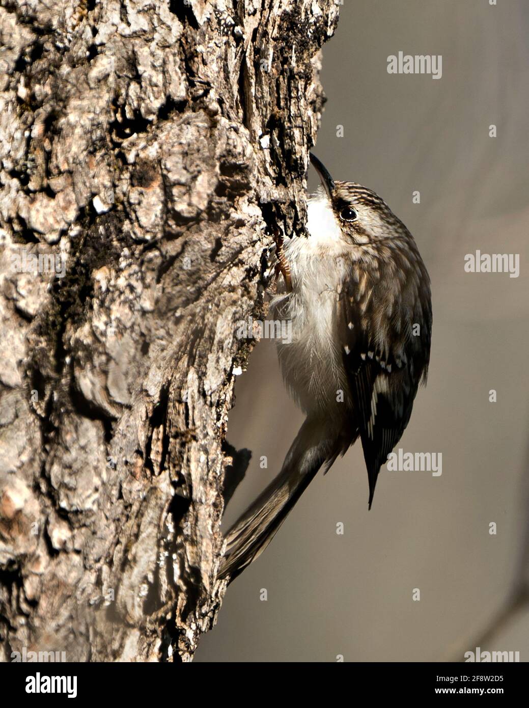 Brown Creeper bird close-up on a tree trunk looking for insect in its environment and habitat and displaying brown feathers, curved claws hook. Stock Photo
