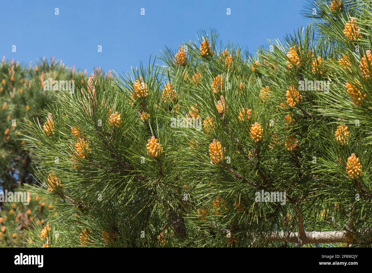 Immature male cones of  Pinus halepensis, Aleppo pine, Spain, Europe. Stock Photo
