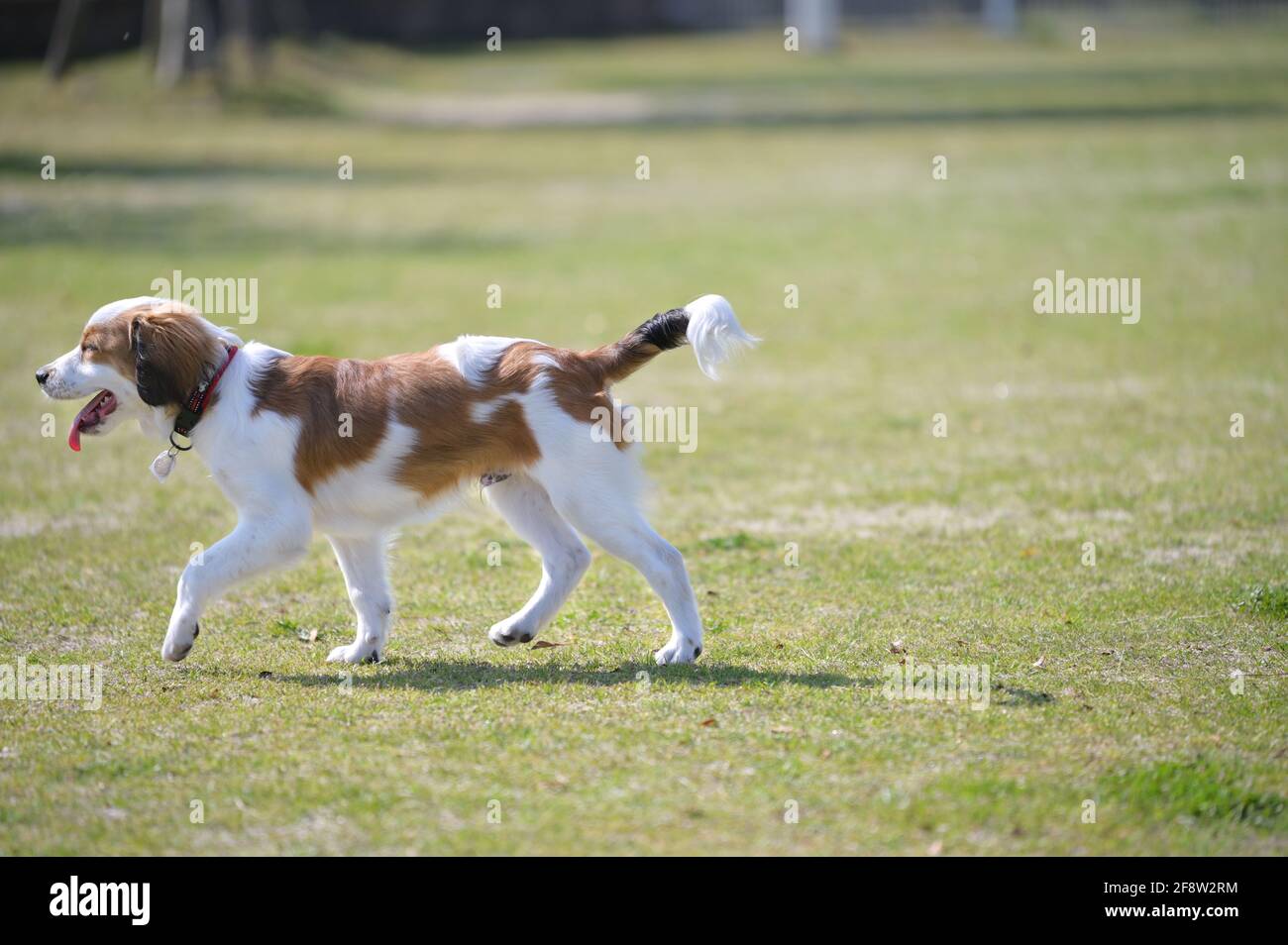 Young dog kookier walking on the grass. Exiting the frame. Stock Photo