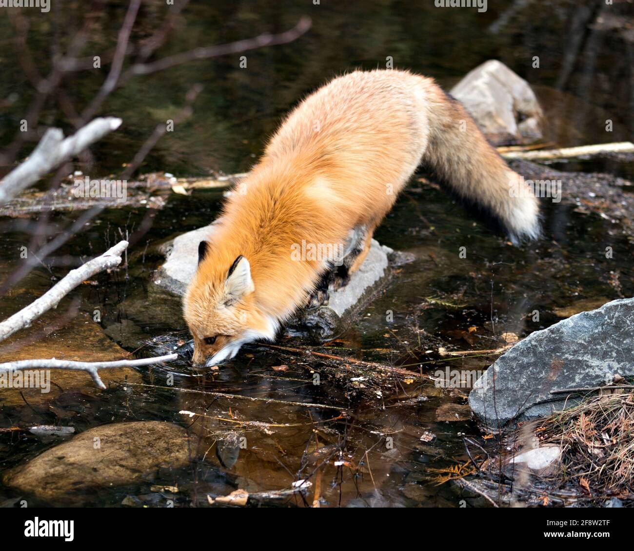 Red Fox close-up playing in the water with its muzzle in the spring season with blur water background in its environment and habitat. Fox Image. Photo. Stock Photo