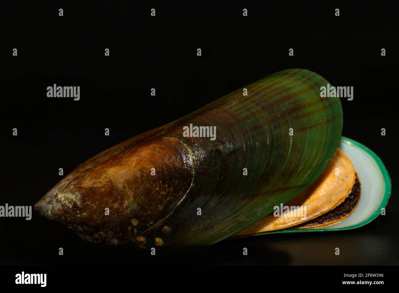 Perna canaliculus, the New Zealand green-lipped mussel Stock Photo