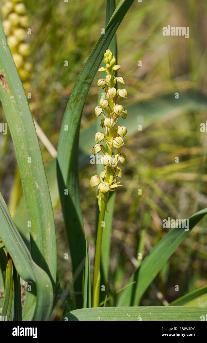 Man orchid, Wild orchid, Orchis anthropophora, Aceras anthropophorum, Andalusia, Southern Spain Stock Photo