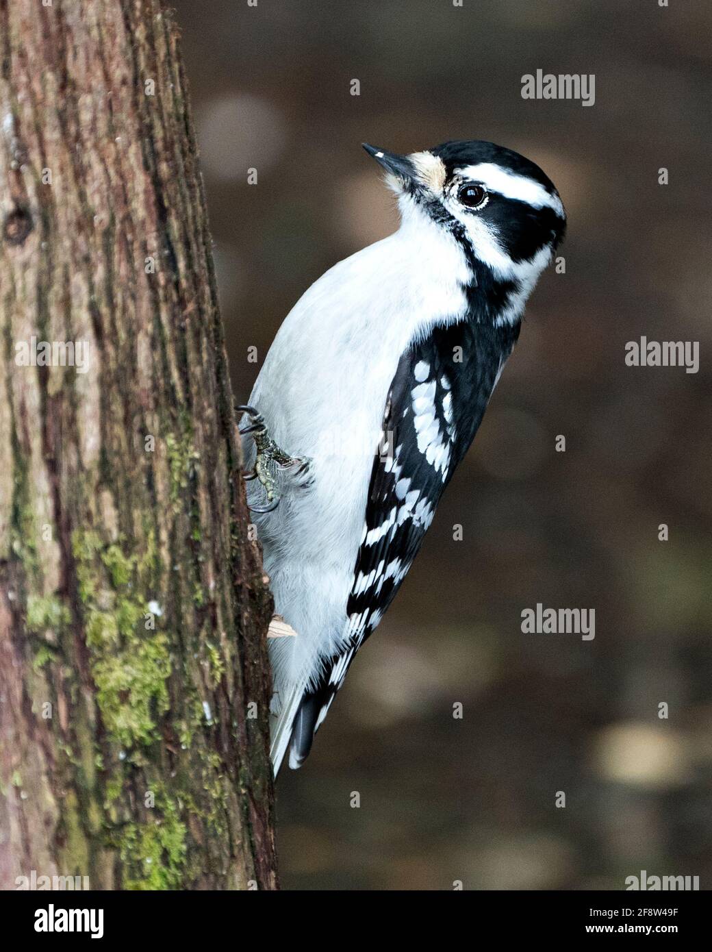 Woodpecker female closeup profile view climbing tree branch and