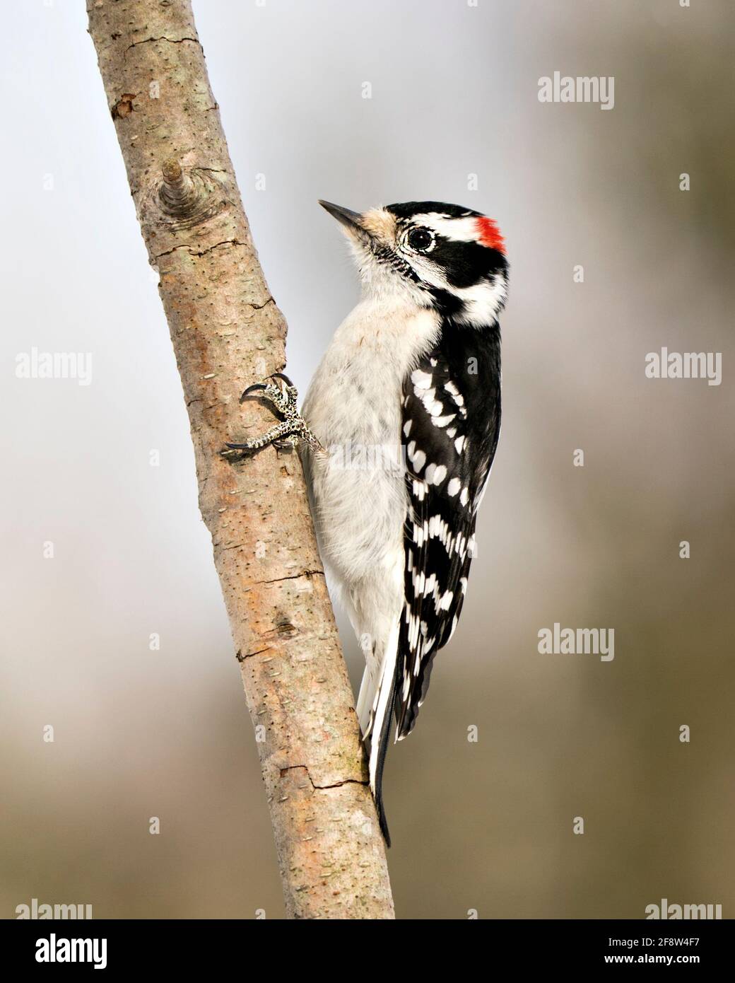 Woodpecker male close-up image climbing tree branch and displaying feather plumage in its environment and habitat in the forest with a blur background Stock Photo