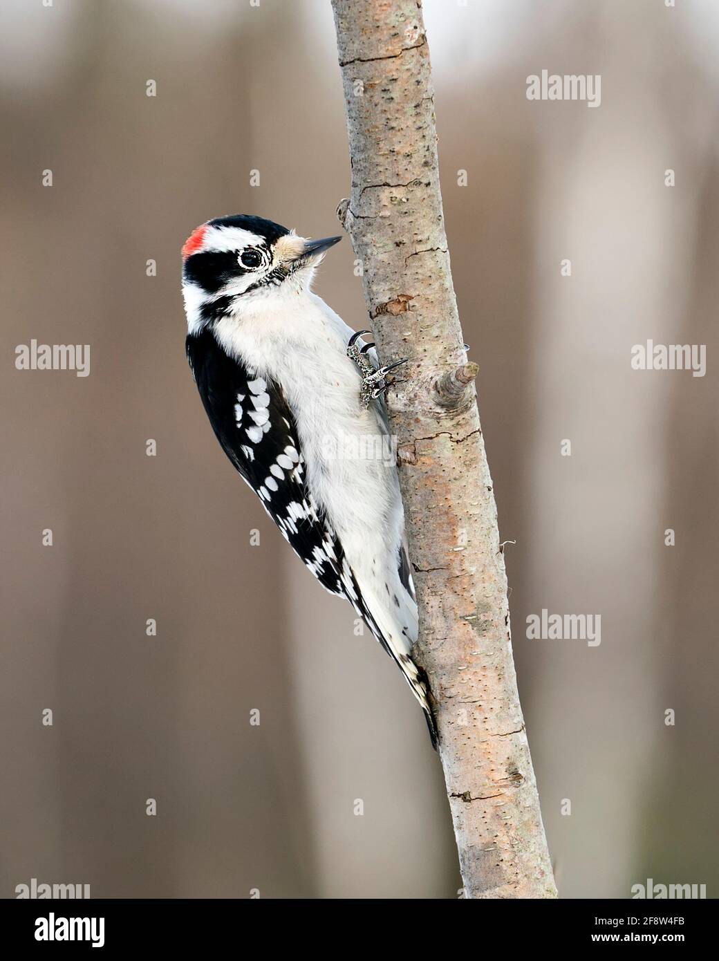 Woodpecker close-up profile view climbing tree branch and displaying feather plumage in its environment in the forest with a blur background. Image. Stock Photo
