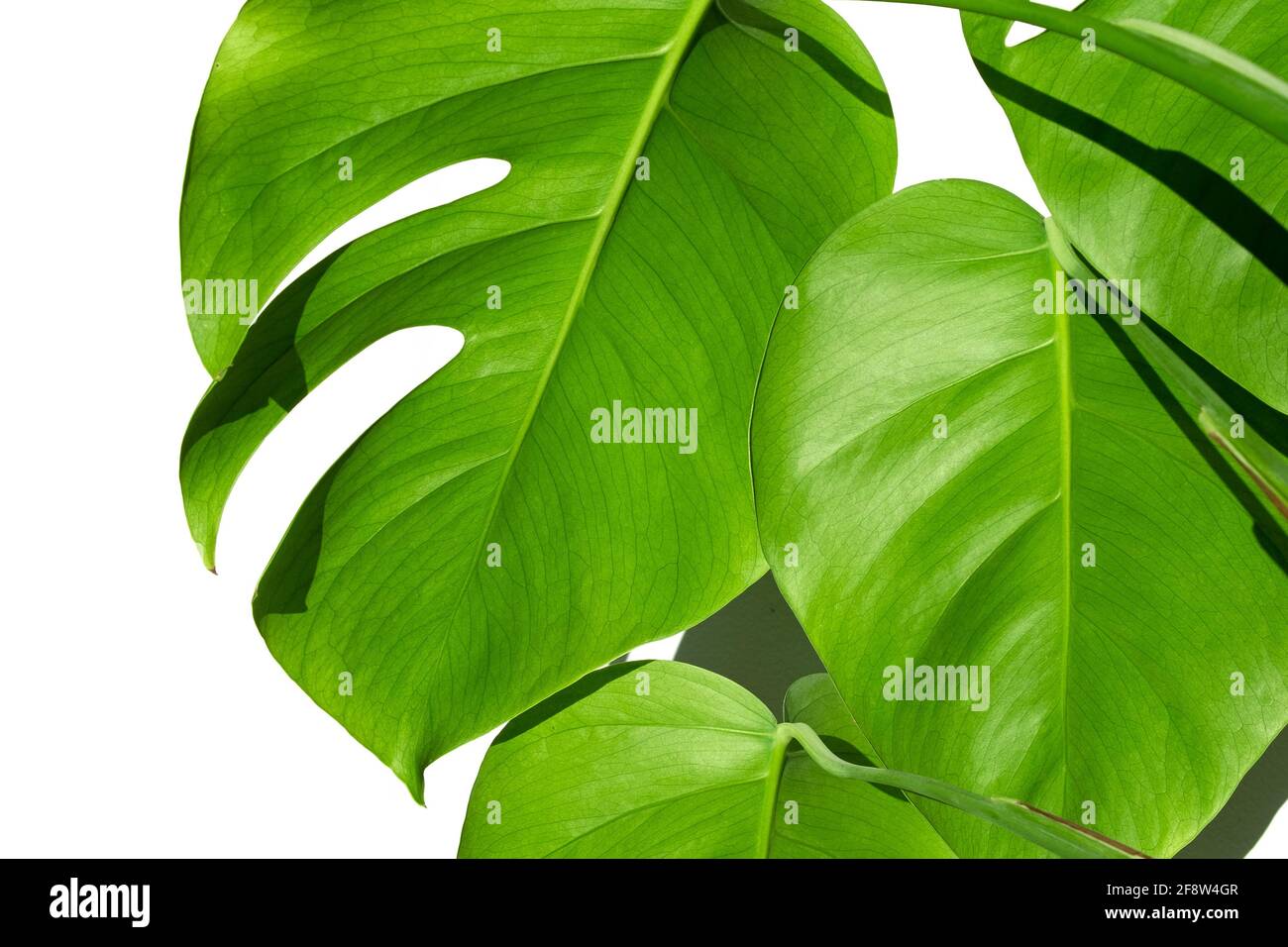 Monstera plant in a white pot on a white isolated background. The concept of minimalism. Monstera deliciosa leaves or Swiss cheese tropical leaf. Dayl Stock Photo
