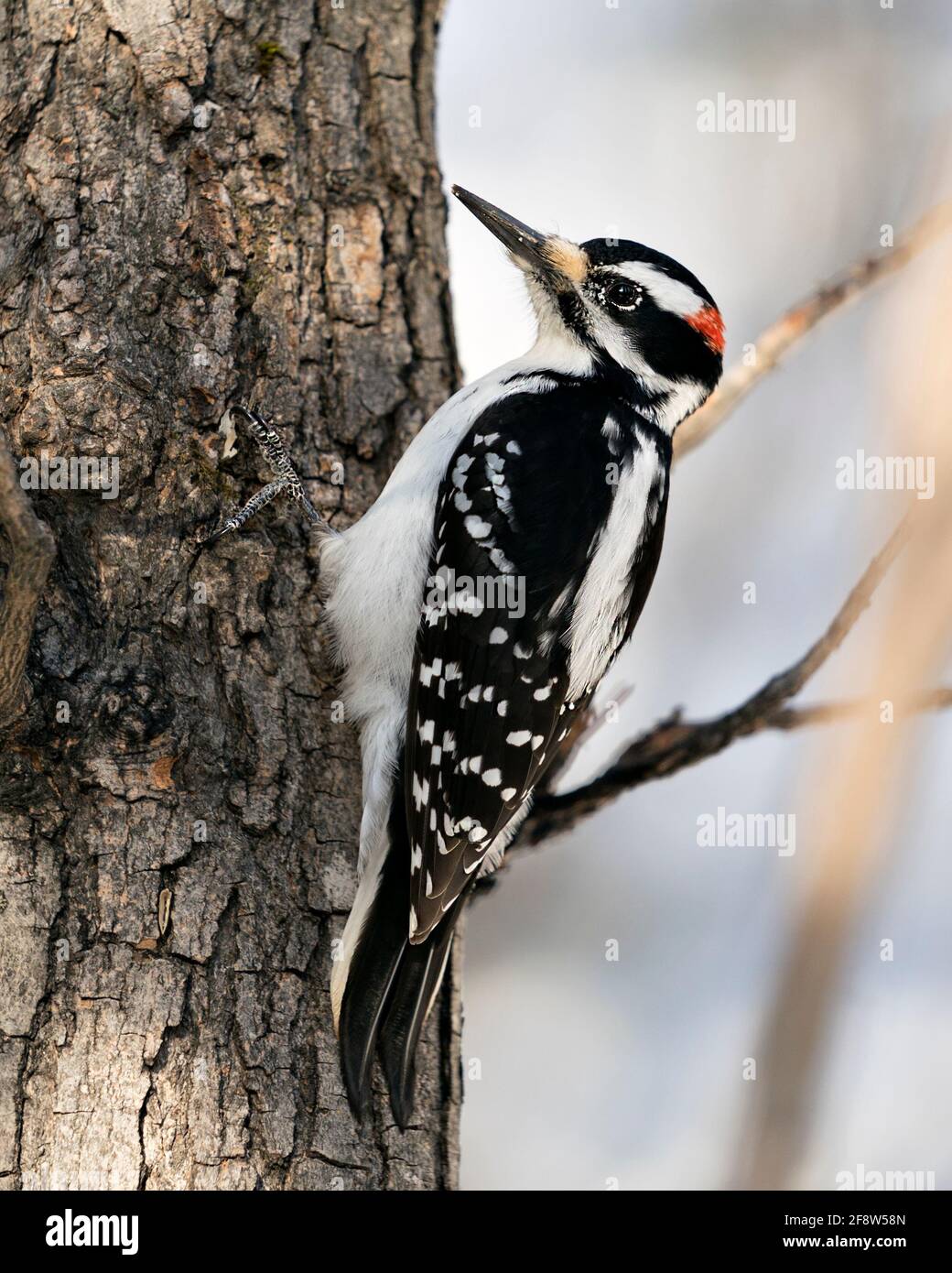 Woodpecker male close-up profile view climbing tree trunk and displaying feather plumage in its habitat in the forest with a blur background. Stock Photo