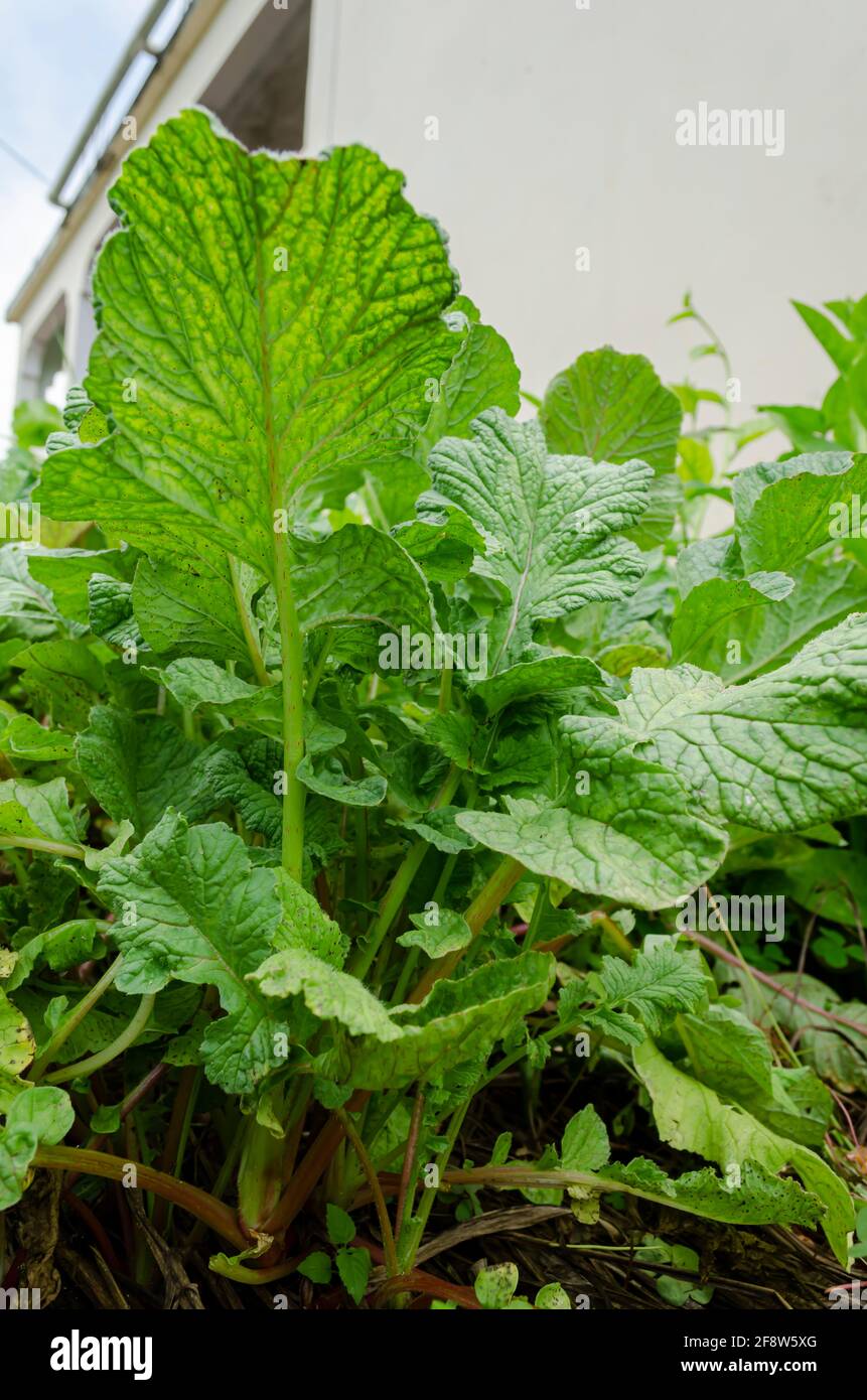 Leaf Of Radish Stock Photo Alamy