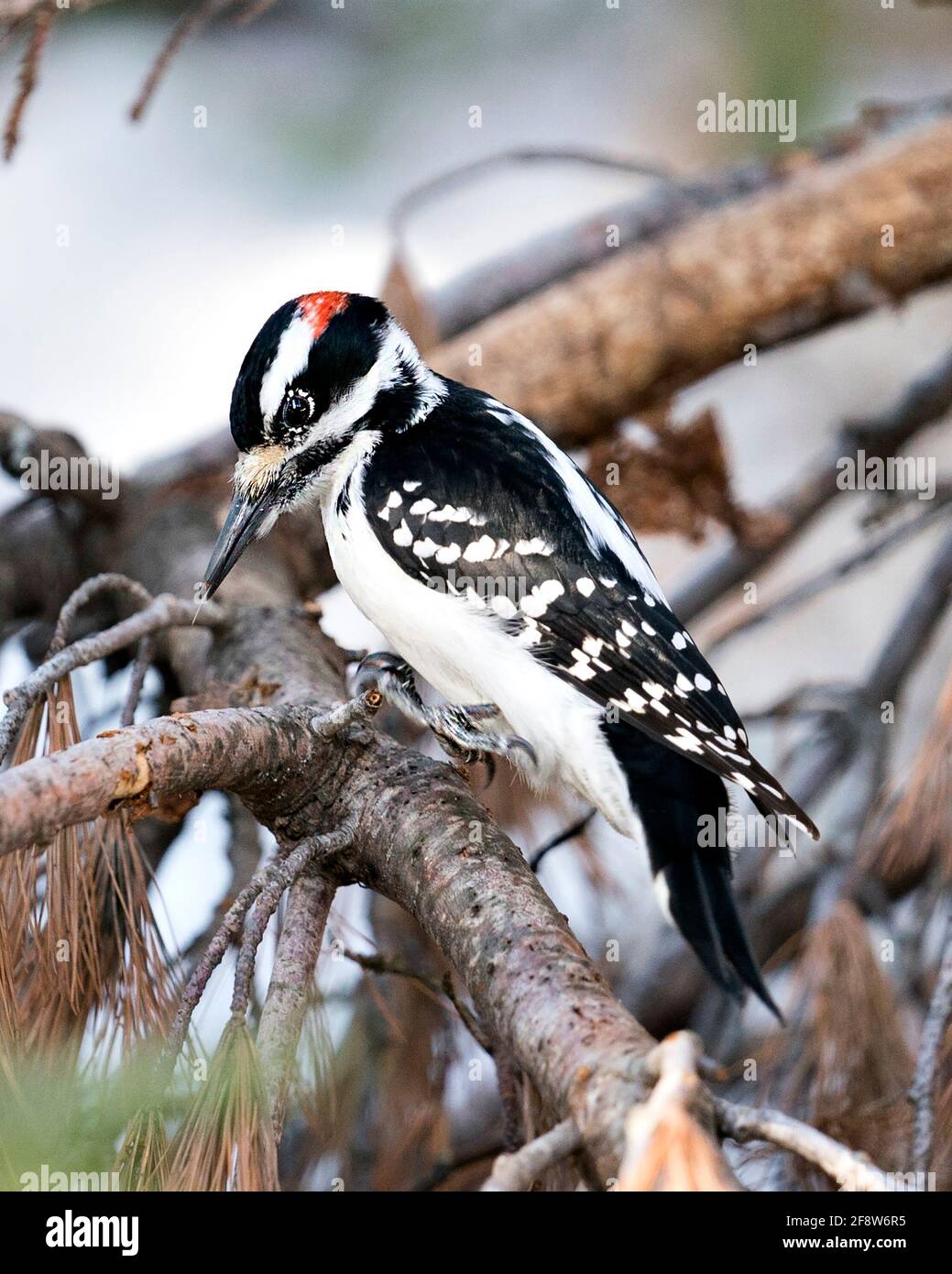 Woodpecker male close-up profile view perched on a tree branches with blur background in its environment and habitat. Image. Picture. Portrait. Stock Photo