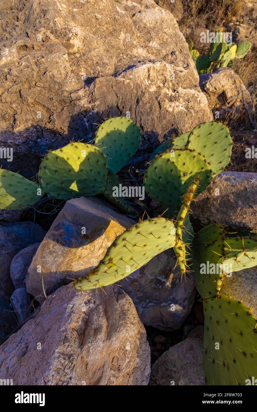 Texas Prickly Pear, Opuntia engelmannii var. lindheimeri, thriving along Walnut Canyon Desert Drive in Carlsbad Caverns National Park, New Mexico, USA Stock Photo