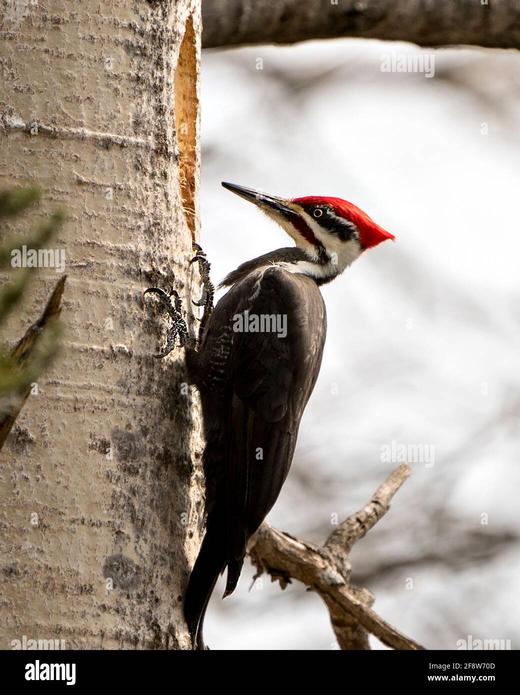 Woodpecker bird close-up profile view perched on a tree trunk with blur background in its environment and habitat drumming a hole in the tree. Stock Photo