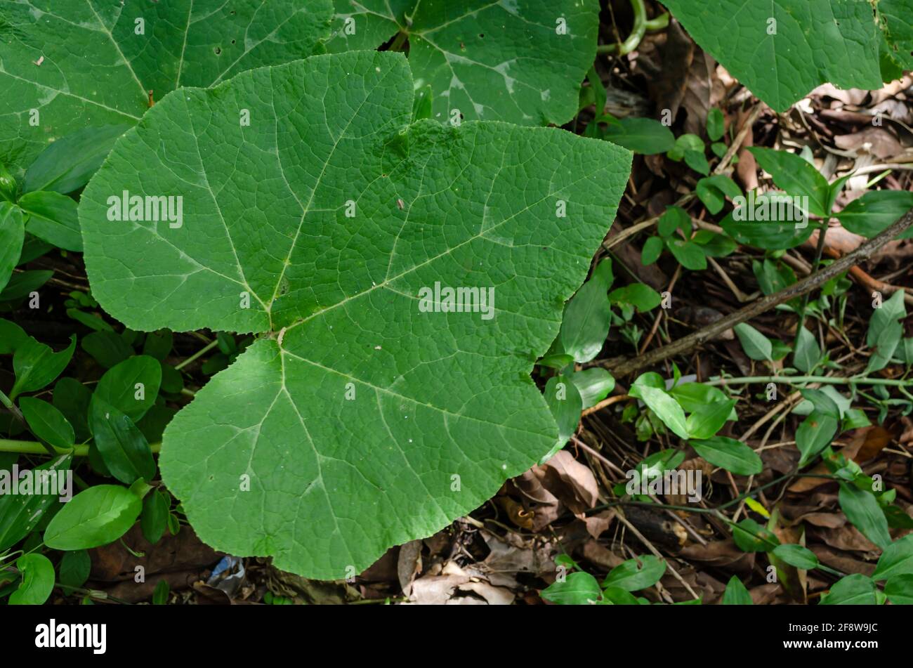 Calabaza Pumpkin Leaf Stock Photo